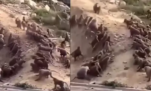Viral Video:‘మా ఏరియాకి వస్తారా’.. ఆ గుంపును తరిమికొట్టిన కోతులు.. యుద్ధం మాములుగా లేదుగా!