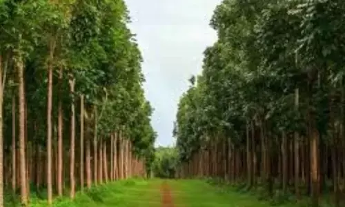 Viral News: మొక్క నాటండి.. కోటిశ్వరులు అవ్వండి.. ఈ వార్త చదవడం మిస్‌ కాకండి!!