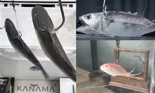 Fishing Technology : వావ్.. చేపలు పట్టడం ఇంత ఈజీనా..? ఈ టెక్నిక్ చూశారా?