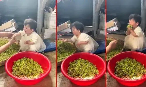 Viral video : పొట్టిదే కానీ.. గయ్యాళిగంపరోయ్..! ఏం చేసిందో మీరే చూడండి!!