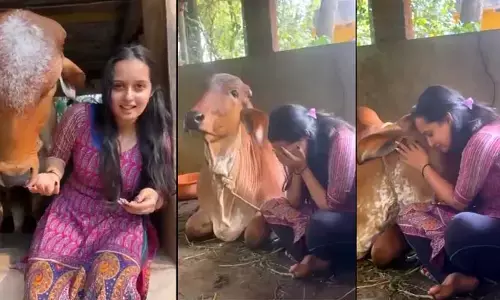 Viral Video: మూగజీవాల ప్రేమ అంతులేనిది! యువతితో ఆవు చూపించే ఆప్యాయతకు నెటిజన్లు ఫిదా