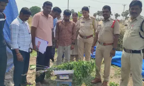 గంజాయి మొక్క పెంచుతున్న వ్యక్తి అరెస్టు