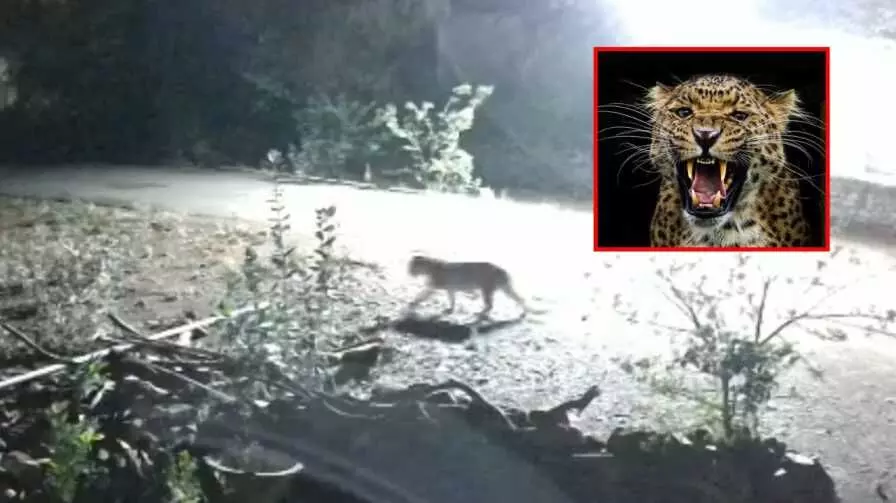 Leopard in village: నాగర్కర్నూల్లో ఇళ్ల మధ్య చిరుతపులి సంచారం Leopard in village: నాగర్కర్నూల్లో ఇళ్ల మధ్య చిరుతపులి సంచారం