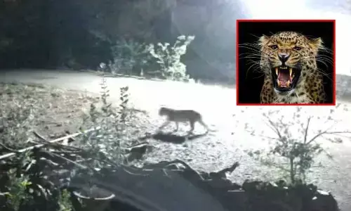 Leopard in village: నాగర్‌కర్నూల్‌లో ఇళ్ల మధ్య చిరుతపులి సంచారం