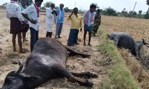 విద్యుదాఘాతం తో రెండు గేదెలు మృతి