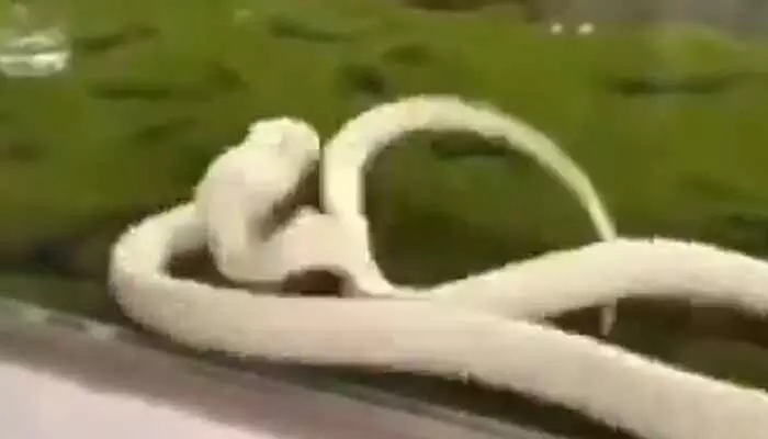 Shocking video: ఎలుక అనుకుని తనపై తానే దాడి చేసుకున్న నాగుపాము.. వీడియో వైరల్ Shocking video: ఎలుక అనుకుని తనపై తానే దాడి చేసుకున్న నాగుపాము.. వీడియో వైరల్