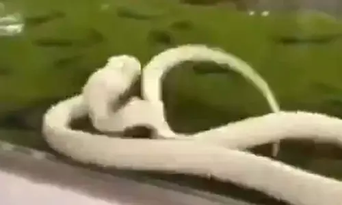 Shocking video: ఎలుక అనుకుని తనపై తానే దాడి చేసుకున్న నాగుపాము.. వీడియో వైరల్