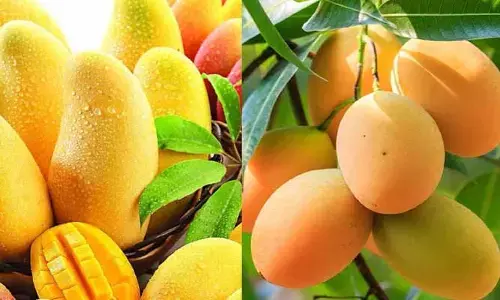 వేసవంటే మాకు మామిడి పండ్లే!
