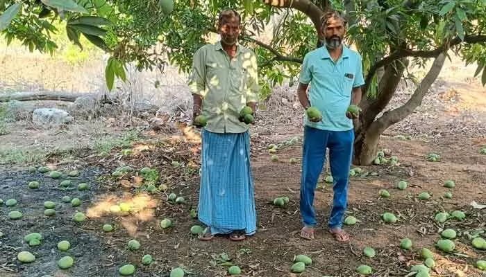 ఈదురుగాలుల బీభత్సం.. నేలేరాలిన మామిడి కాయలు ఈదురుగాలుల బీభత్సం.. నేలేరాలిన మామిడి కాయలు