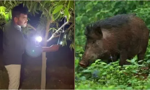 Viral Video: శభాష్ రైతు బిడ్డా.. నీ తెలివికి జోహార్లు.. రూపాయి ఖర్చు లేకుండా అడవి పందుల్ని తరిమికొట్టే ఐడియా