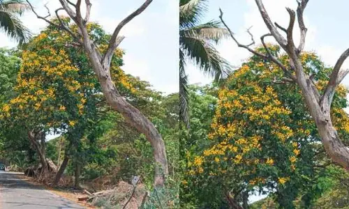 భయపెడుతున్న చెట్టు.. ప్రయాణికులు తీవ్ర ఆందోళన