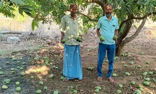 ఈదురుగాలుల బీభత్సం.. నేలేరాలిన మామిడి కాయలు
