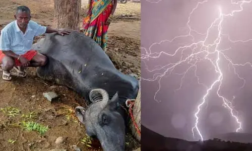 పిడుగుపాటు కు 2 గేదెలు మృతి