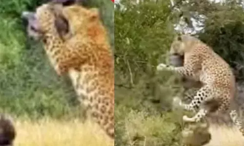 Viral News:అన్‌బిలివబుల్.. గాల్లోకి ఎగిరిన పక్షి పై దాడి చేసిన చిరుత(వీడియో వైరల్)