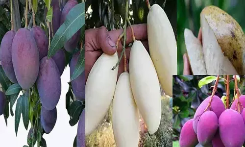 కేవలం పసుపులోనే కాదు.. రంగు రంగుల మామిడి పండ్లు ఎప్పుడైనా చూశారా?