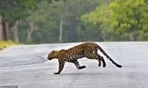 Leopard: తిరుమలలో మళ్లీ చిరుత కలకలం.. భయాందోళనలో భక్తులు