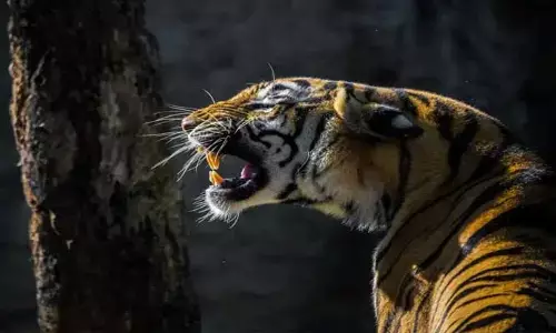 Tiger Attack : మహారాష్ట్రలో టైగర్ టెర్రర్.. 4 రోజుల్లో ఆరుగురిని చంపి తిన్న పులి