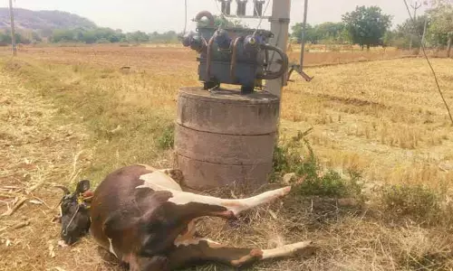 విద్యుత్ షాక్ తో పాడిగేదె మృతి