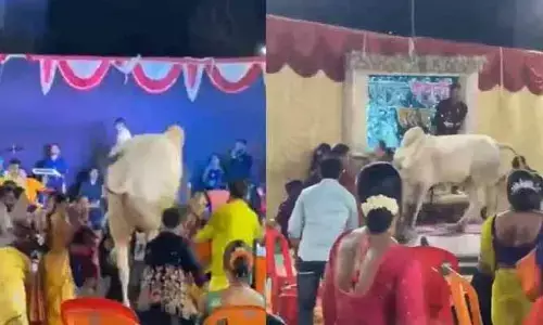 ఫంక్షన్‌లోకి ఒక్కసారిగా ఎంట్రీ ఇచ్చిన ఎద్దు.. ఆ తర్వాత ఏం జరిగిందంటే?