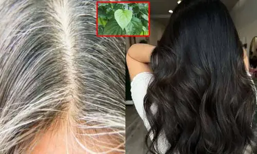 White hair : ఈ ఒక్క ఆకు వాడితే చాలు.. తెల్ల జుట్టు నల్లగా మారిపోద్ది!
