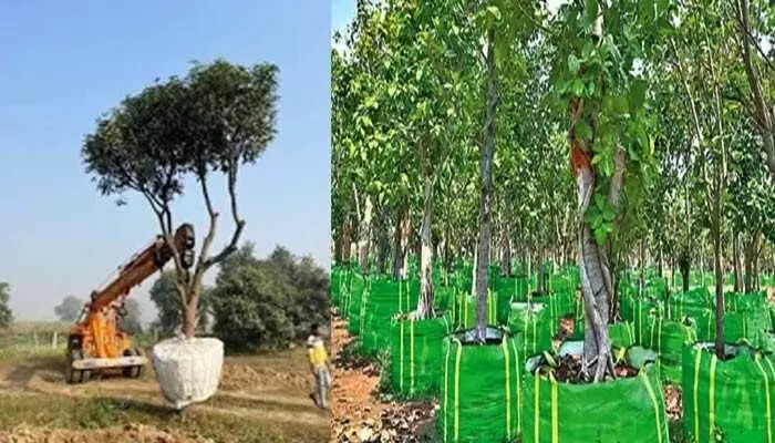 Andhra Pradesh:దేశంలోనే తొలిసారి.. అమరావతిలో ట్రీ ట్రాన్స్ప్లాంటేషన్ సెంటర్ Andhra Pradesh:దేశంలోనే తొలిసారి.. అమరావతిలో ట్రీ ట్రాన్స్ప్లాంటేషన్ సెంటర్