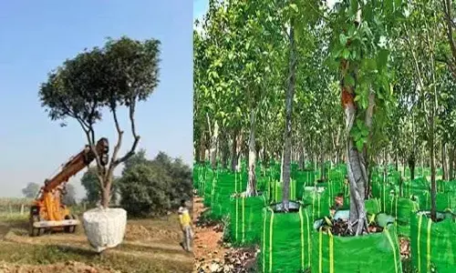 Andhra Pradesh:దేశంలోనే తొలిసారి.. అమరావతిలో ట్రీ ట్రాన్స్‌ప్లాంటేషన్ సెంటర్