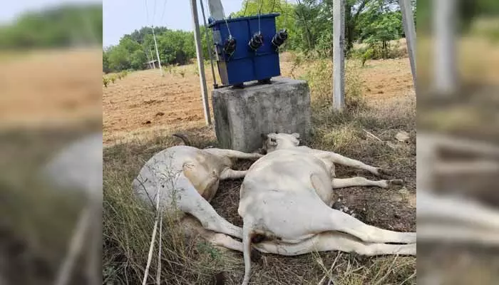 విద్యుత్ షాక్ తో పశువులు మృతి విద్యుత్ షాక్ తో పశువులు మృతి