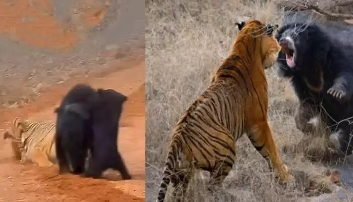 Video Viral:తన పిల్లతో కలిసి రోడ్డు దాటుతున్న ఎలుగుబంటి.. ఒక్కసారిగా ఎదురైనా చిరుత.. చివరికి ఏమైందంటే!? Video Viral:తన పిల్లతో కలిసి రోడ్డు దాటుతున్న ఎలుగుబంటి.. ఒక్కసారిగా ఎదురైనా చిరుత.. చివరికి ఏమైందంటే!?