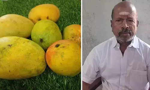 వీళ్లు మనుషులా.. మామిడి పండ్ల చుట్టాలా.?