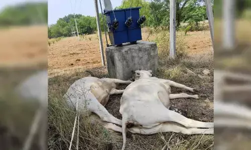 విద్యుత్ షాక్ తో పశువులు మృతి