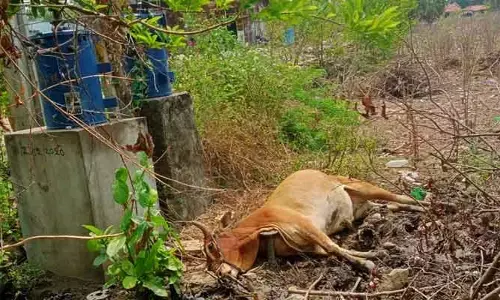 విద్యుత్ షాక్ తో ఎద్దు మృతి
