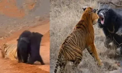 Video Viral:తన పిల్లతో కలిసి రోడ్డు దాటుతున్న ఎలుగుబంటి.. ఒక్కసారిగా ఎదురైనా చిరుత.. చివరికి ఏమైందంటే!?