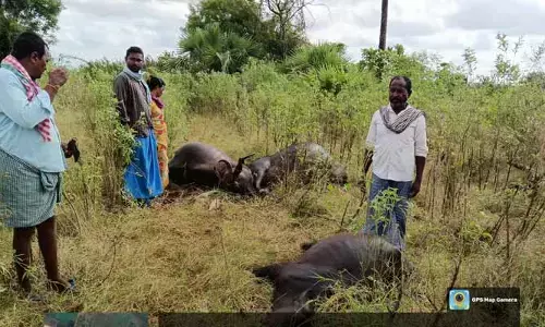 విద్యుదాఘాతంతో పాడి గేదెలు మృతి..