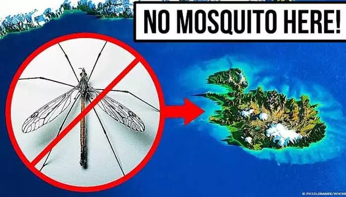 Its amazing : ప్రపంచంలోనే దోమలు లేని ఏకైక దేశం ఇదే.. కారణం ఏంటంటే.. Its amazing : ప్రపంచంలోనే దోమలు లేని ఏకైక దేశం ఇదే.. కారణం ఏంటంటే..