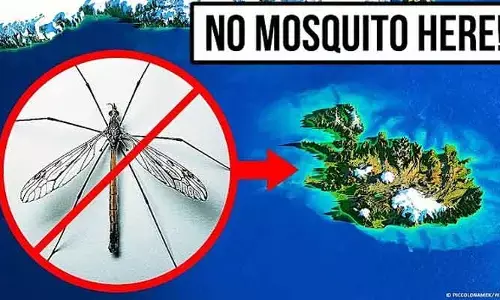 Its amazing : ప్రపంచంలోనే దోమలు లేని ఏకైక దేశం ఇదే.. కారణం ఏంటంటే..