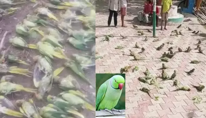 అయ్యో రామ చిలుక.. ఎంత కష్టమొచ్చిందో!? అయ్యో రామ చిలుక.. ఎంత కష్టమొచ్చిందో!?