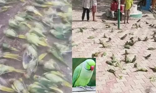 అయ్యో రామ చిలుక.. ఎంత కష్టమొచ్చిందో!?