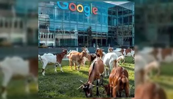 GOOGLE : 200 మేకలను నియమించుకున్న గూగుల్ GOOGLE : 200 మేకలను నియమించుకున్న గూగుల్