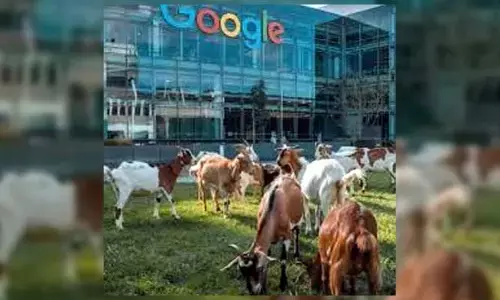 GOOGLE : 200 మేకలను నియమించుకున్న గూగుల్