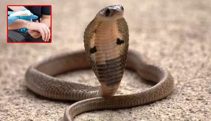 Snake bite : వామ్మో పాములు..! ఇండ్లలోకి రాకూడదంటే ఏం చేయాలో తెలుసా? Snake bite : వామ్మో పాములు..! ఇండ్లలోకి రాకూడదంటే ఏం చేయాలో తెలుసా?