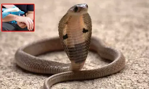 Snake bite : వామ్మో పాములు..! ఇండ్లలోకి రాకూడదంటే ఏం చేయాలో తెలుసా?
