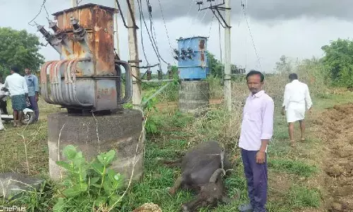 విద్యుత్ షాక్ తో గేదె మృతి