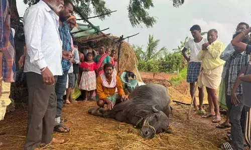 పిడుగు పడి బర్రె మృతి