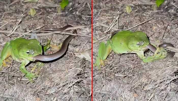 Viral video : వామ్మో.. పామునే మింగేసిన కప్ప.. ప్రతి ఒక్కరికీ టైమ్ వస్తుందంటే ఇదేనేమో భయ్యా !! Viral video : వామ్మో.. పామునే మింగేసిన కప్ప.. ప్రతి ఒక్కరికీ టైమ్ వస్తుందంటే ఇదేనేమో భయ్యా !!