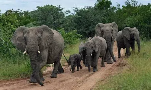 Elephants Attack:గజరాజుల బీభత్సం.. అటవీశాఖ సిబ్బందిపై దాడి