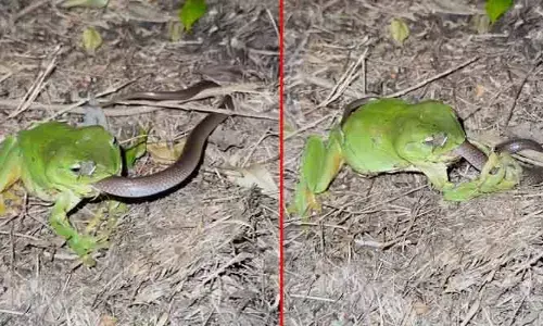Viral video : వామ్మో.. పామునే మింగేసిన కప్ప.. ప్రతి ఒక్కరికీ టైమ్ వస్తుందంటే ఇదేనేమో భయ్యా !!