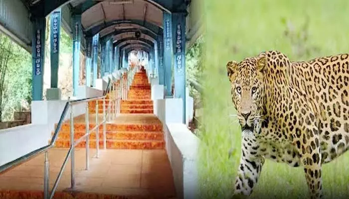 Tirumala:అలిపిరి నడకదారిలో చిరుత సంచారం.. టీటీడీ కీలక నిర్ణయం Tirumala:అలిపిరి నడకదారిలో చిరుత సంచారం.. టీటీడీ కీలక నిర్ణయం