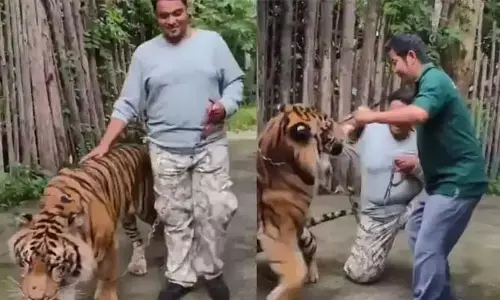 Tiger attack: పులితో రీల్స్.. థాయిలాండ్ లో ఇండియన్ పై టైగర్ దాడి