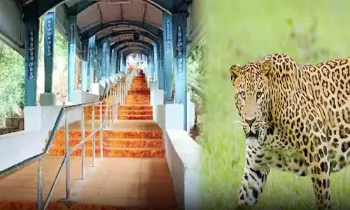 Tirumala:అలిపిరి నడకదారిలో చిరుత సంచారం.. టీటీడీ కీలక నిర్ణయం