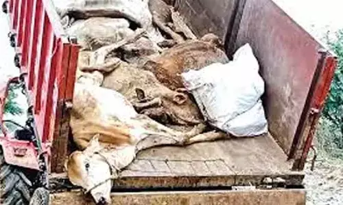 రాజన్న ఆలయంలో 14 కోడెలు మృతి.. స్పందించిన కలెక్టర్